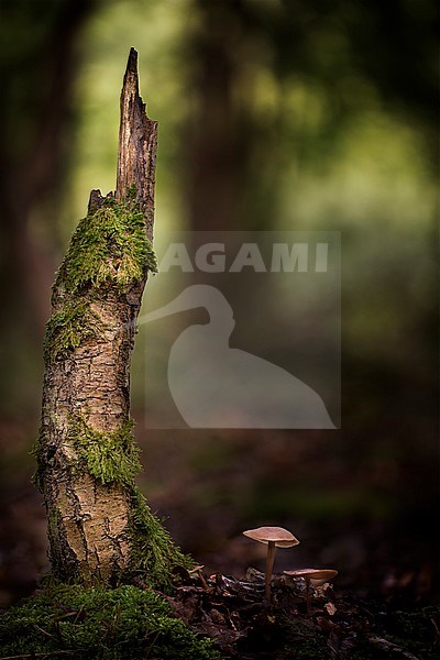 Paddenstoel; Mushroom stock-image by Agami/Rob Olivier,