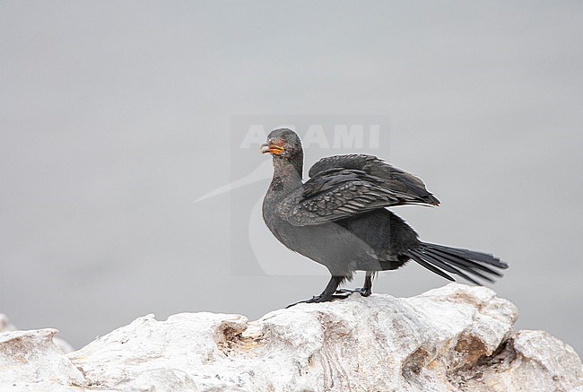 Crowned Cormorant (Microcarbo coronatus), an endemic to the waters of the cold Benguela Current of southern Africa. stock-image by Agami/Marc Guyt,