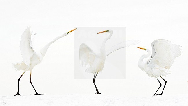Three fighting Great Egrets (Egretta alba) standing in the snow. stock-image by Agami/Bence Mate,
