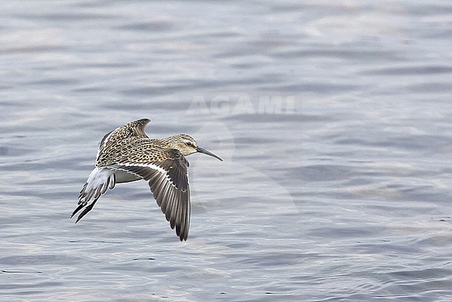Curlew Sandpiper (Calidris ferruginea) flying over water during autumn migration near Hanko in Finland. stock-image by Agami/Markus Varesvuo,