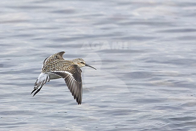 Curlew Sandpiper (Calidris ferruginea) flying over water during autumn migration near Hanko in Finland. stock-image by Agami/Markus Varesvuo,