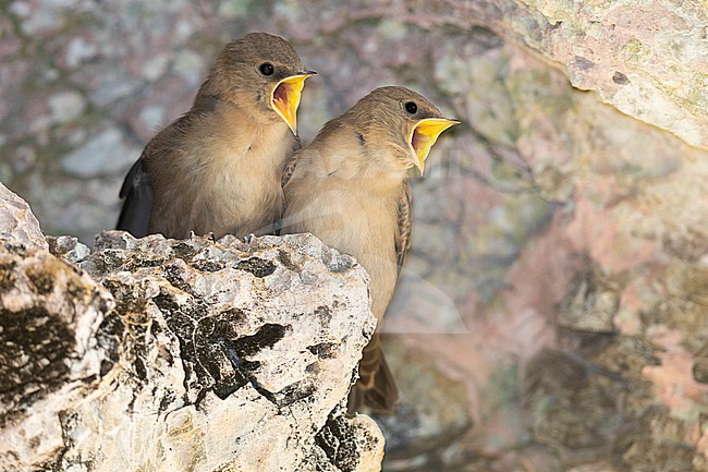 Crag Martin (Ptyonoprogne rupestris), juveniles begging for food, Campania, Italy stock-image by Agami/Saverio Gatto,