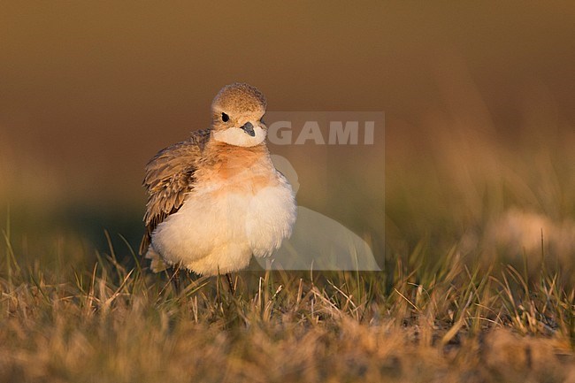 Lesser Sand Plover - Mongolenregenpfeifer - Charadrius mongolus ssp. pamirensis, Kyrgyzstan, adult female stock-image by Agami/Ralph Martin,