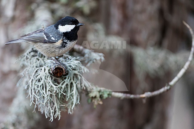 Coal Tit (Parus ater ssp. ater), Germany (Baden-Württemberg) stock-image by Agami/Ralph Martin,
