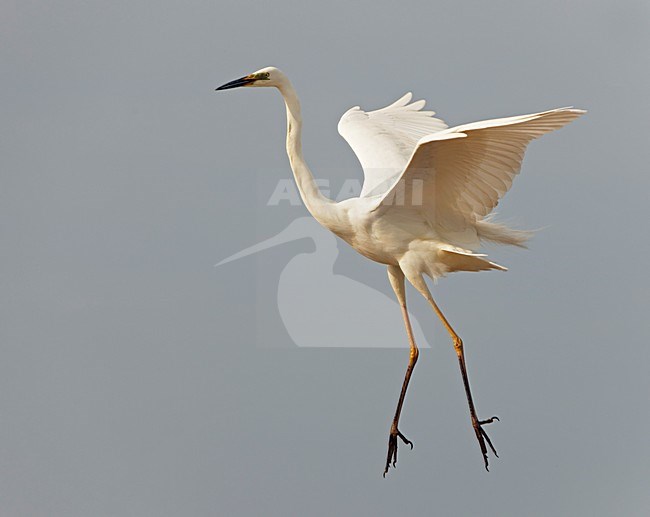 Grote Zilverreiger; Great Egret (Egretta alba) Hungary May 2008 stock-image by Agami/Markus Varesvuo / Wild Wonders,