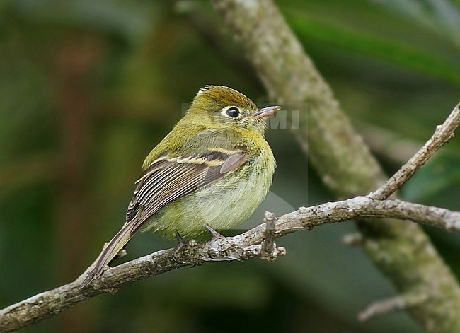 Yellowish Flycatcher, Empidonax flavescens stock-image by Agami/Greg & Yvonne Dean,