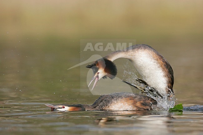 Futen parend; Great Crested Grebes mating stock-image by Agami/Menno van Duijn,