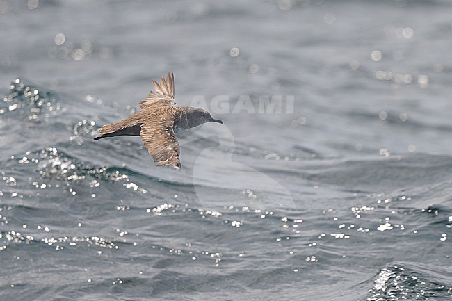 Balearic shearwater (Puffinus mauretanicus), flying, partially against the light, with the sea as background. stock-image by Agami/Sylvain Reyt,