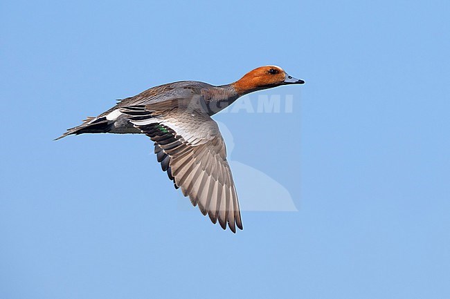 Eurasian Wigeon, side view of an adult male in flight, Northeastern Region, Iceland stock-image by Agami/Saverio Gatto,