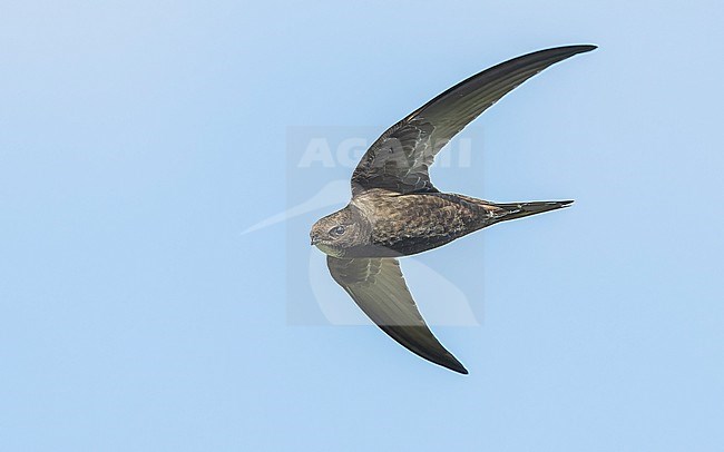 Common swift (Apus apus) in flight stock-image by Agami/Lennart Verheuvel,