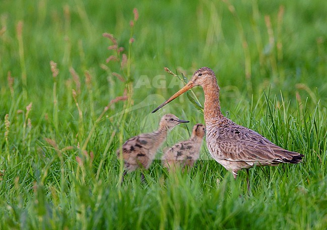 Black-tailed Godwit (Limosa limosa) in the Netherlands. Adult with two chicks standing in tall grass. stock-image by Agami/Marc Guyt,