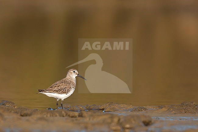 Dunlin, Bonte Strandloper, Calidris alpina, Spain (Mallorca), adult, nonbreeding stock-image by Agami/Ralph Martin,