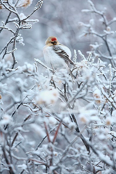 Groenlandse witstuitbarmsijs; Hornemann’s Arctic Redpol stock-image by Agami/Chris van Rijswijk,