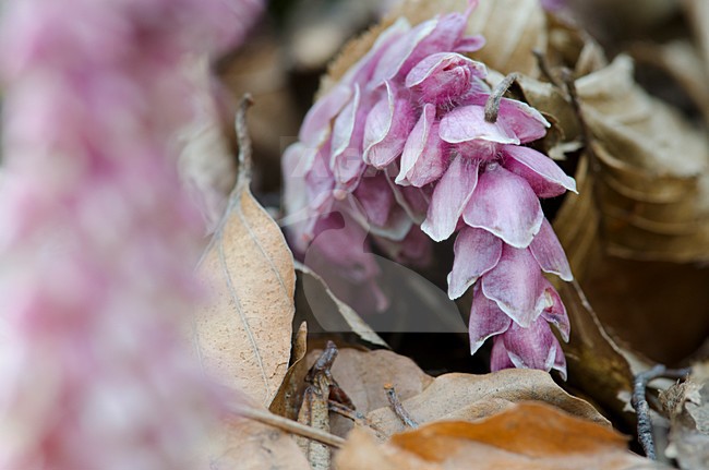 Close-up van Bleke schubwortel, Close-up of Common Toothwort stock-image by Agami/Rob de Jong,