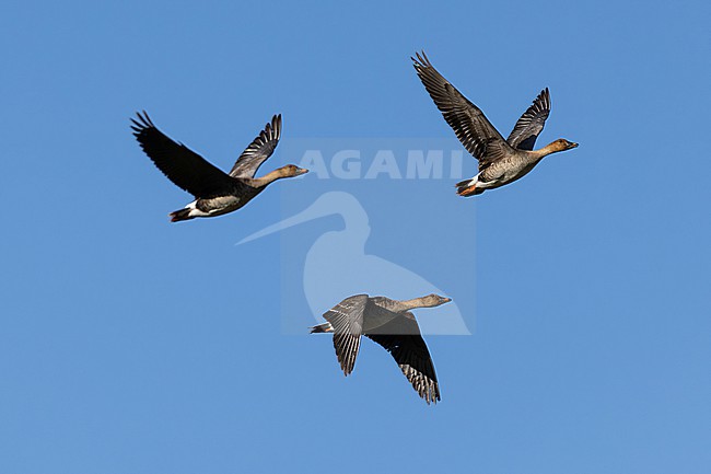 tundra bean goose (anser rossicus) of far eastern subspecies middendorffii in flight on migration, found near Khalk River in eastern Mongolia in Dornod Aimag stock-image by Agami/Mathias Putze,