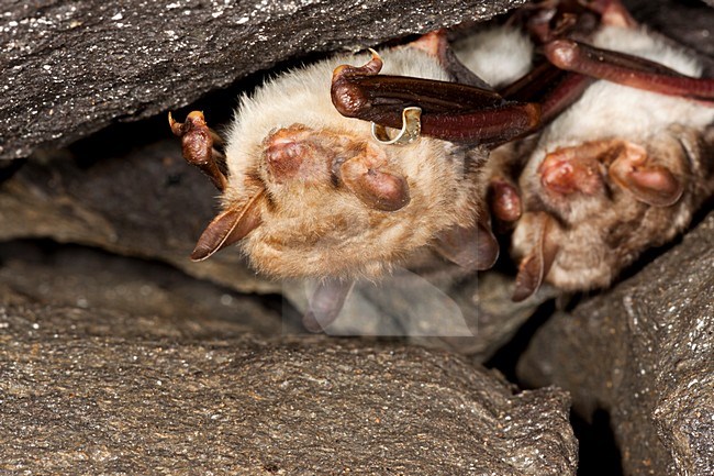 Groep slapende Vale Vleermuizen; Group of sleeping Greater Mouse-eared Bats stock-image by Agami/Theo Douma,