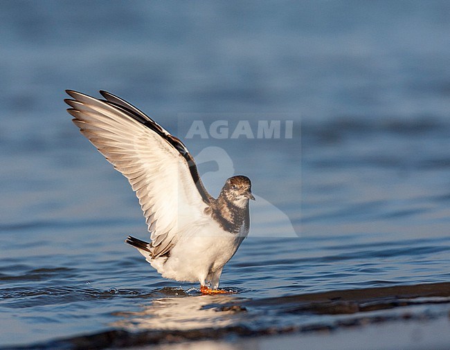 Ruddy Turnstone (Arenaria interpres) along the coast in the Netherlands. stock-image by Agami/Marc Guyt,