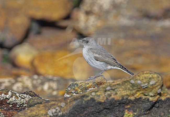 Dark-faced ground tyrant (Muscisaxicola maclovianus) on the Falkland Islands. stock-image by Agami/Pete Morris,