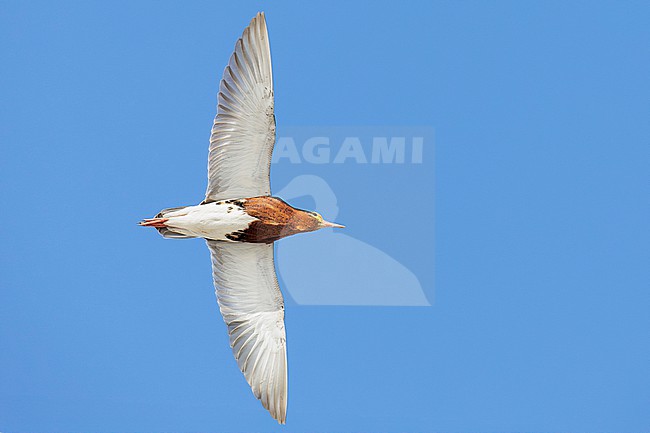 Ruff (Calidris pugnax), adult male in flight seen from below, Finnmark, Norway stock-image by Agami/Saverio Gatto,