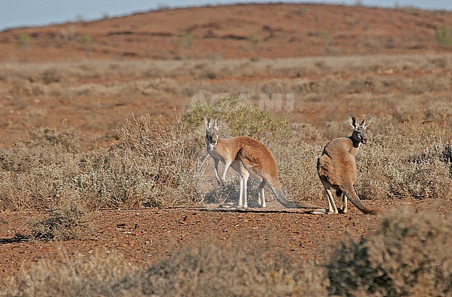 Red kangaroo (Osphranter rufus) in Australia. stock-image by Agami/Pete Morris,