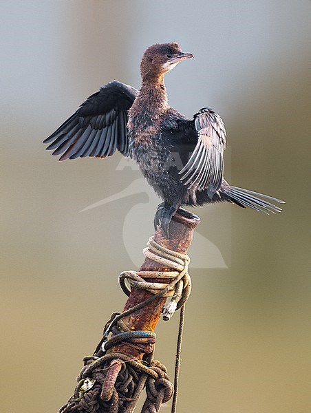 Pygmy Cormorant, Microcarbo pygmeus, in Italy. stock-image by Agami/Daniele Occhiato,