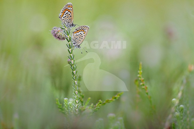 Silver-studded Blue, Plebejus aragus stock-image by Agami/Wil Leurs,