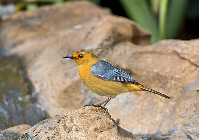 Roodkap-lawaaimaker, Red-capped Robin-chat, Cossypha natalensis stock-image by Agami/Marc Guyt,