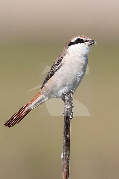 Red-tailed Shrike, Turkestaanse Klauwier, Lanius phoenicuroides stock-image by Agami/Arend Wassink,