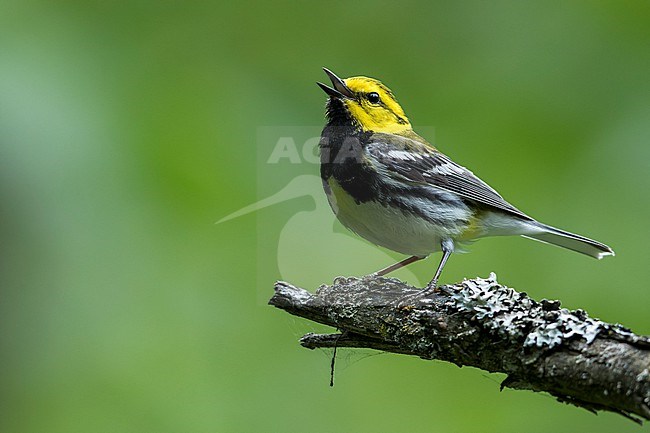Adult male Black-throated Green Warbler (Dendroica virens) perched on a branch in  Ontario, Canada stock-image by Agami/Glenn Bartley,