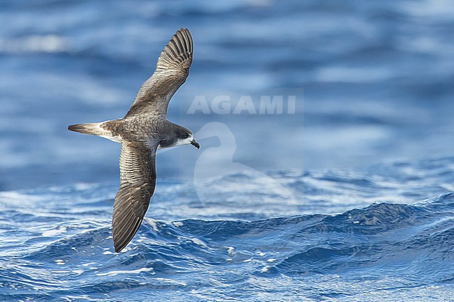 Bermuda Petrel, Pterodroma cahow, off the coast near the colony on Nonsuch island, Bermuda. Bird in flight. stock-image by Agami/Marc Guyt,