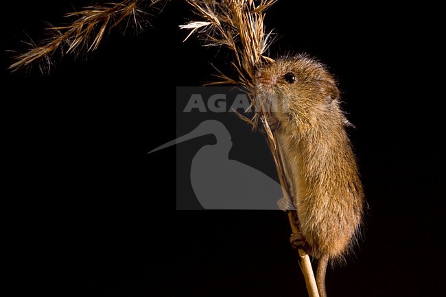 Dwergmuis in rietpluim; Harvest Mouse in reed stem stock-image by Agami/Theo Douma,
