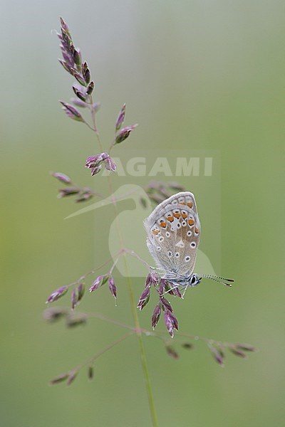 Common Blue resting on grass in the Netherlands. stock-image by Agami/Iolente Navarro,