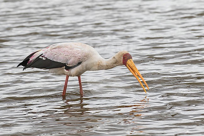 Adult Yellow-billed Stork, Mycteria ibis, wading in shallow water  in South Africa. stock-image by Agami/Pete Morris,