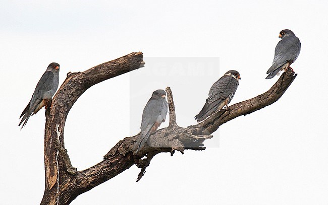 Wintering flock of Amur Falcons (Falco amurensis) in South Africa. stock-image by Agami/Dani Lopez-Velasco,