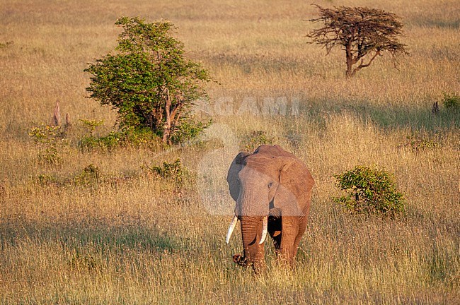 An African elephant, Loxodonta africana, walking though a savanna. Masai Mara National Reserve, Kenya. stock-image by Agami/Sergio Pitamitz,