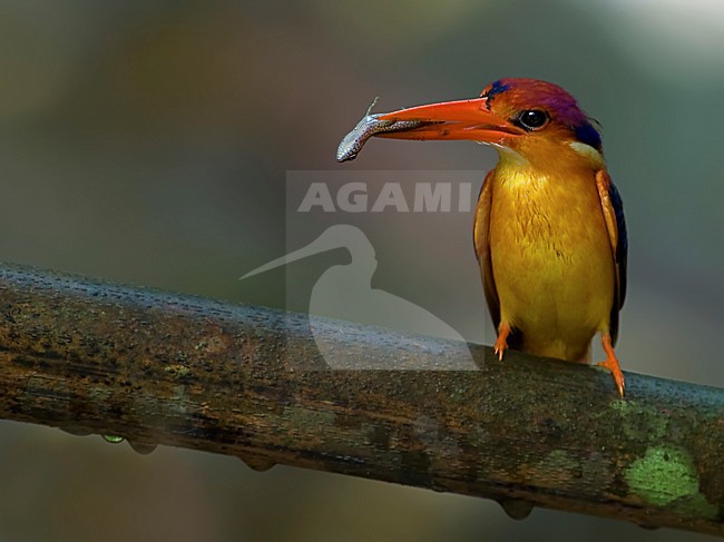 Jungledwergijsvogel met vis,  Black-backed Kingfisher with fish stock-image by Agami/Alex Vargas,