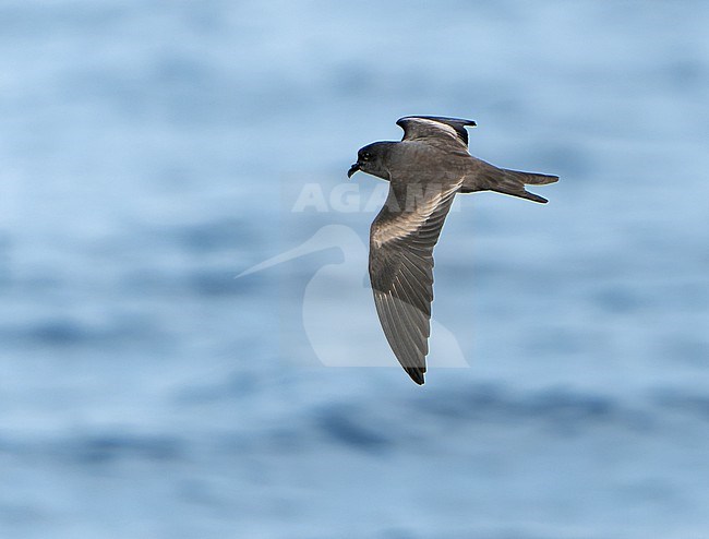 Markham's storm petrel (Oceanodroma markhami) in flight at sea off Chile. stock-image by Agami/Dani Lopez-Velasco,