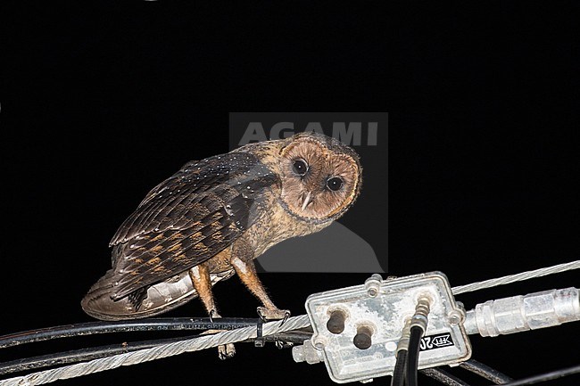 Lesser Antillean Barn Owl (Tyto alba insularis) in the Lesser Antilles. A dark local subspecies perched in a urban area. stock-image by Agami/Pete Morris,