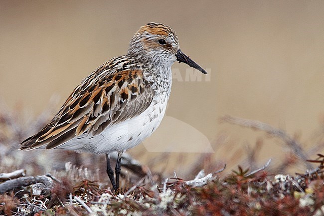 Adult breeding 
Nome, AK 
June 2009 stock-image by Agami/Brian E Small,