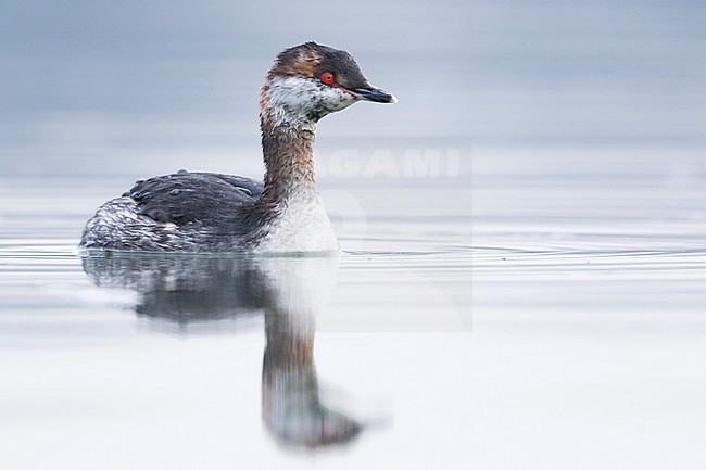 Slavonian Grebe - Ohrentaucher - Podiceps auritus ssp. auritus, Germany, adult winter plumage stock-image by Agami/Ralph Martin,