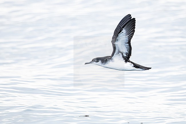  stock-image by Agami/Menno van Duijn,