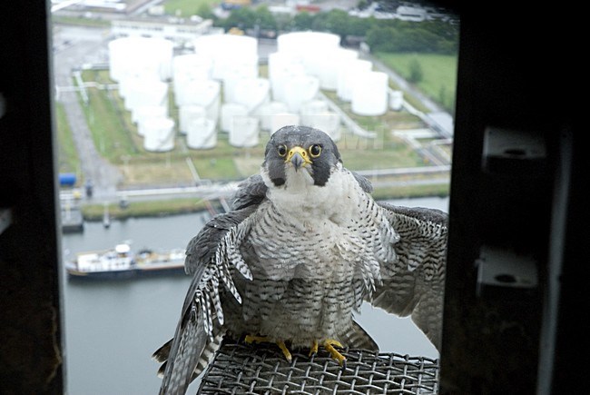 Slechtvalk bij nest, Peregrine Falcon at nest site stock-image by Agami/Wil Leurs,
