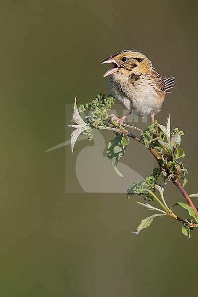 Henslow's Sparrow (Centronyx henslowii) perched on a branch and singing stock-image by Agami/Dubi Shapiro,
