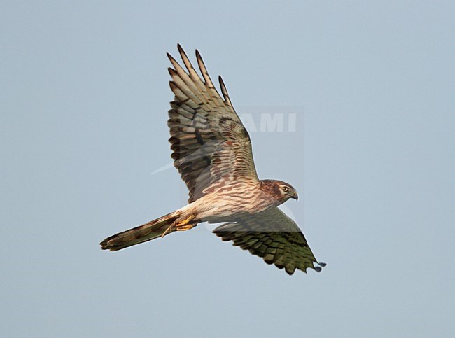 Grauwe Kiekendief, Montagus Harrier, Circus pygargus stock-image by Agami/Reint Jakob Schut,