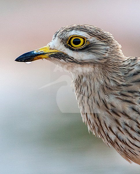 Eurasian Stone-Curlew (Burhinus oedicnemus) at drinking pool in steppes near Belchite, Spain. stock-image by Agami/Marc Guyt,