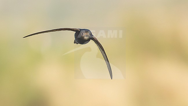 Common Swift (Apus apus) in flight, on migration, frontal view. stock-image by Agami/Lennart Verheuvel,