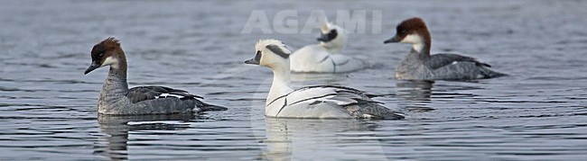Zwemmend Nonnetje; Swimming Smew stock-image by Agami/Markus Varesvuo,