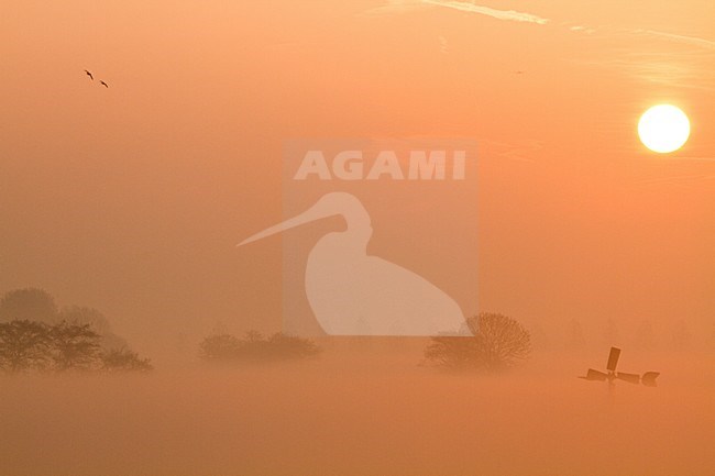 Zonsopkomst met weiland, Sunrise with meadow stock-image by Agami/Menno van Duijn,