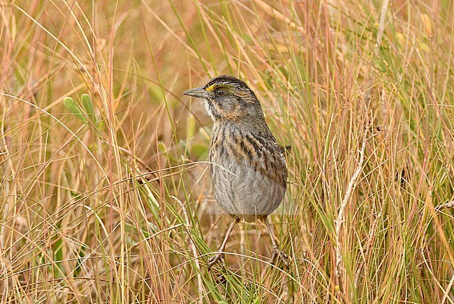 Seaside Sparrow in Anahuac National Wildlife Refuge, Texas, USA. A highly differentiated species with multiple subspecies. It lives along the coast from Texas to New York. stock-image by Agami/Eduard Sangster,