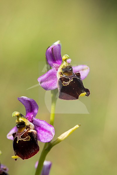 Late spider orchid, hommelorchis, Ophrys holoserica stock-image by Agami/Wil Leurs,